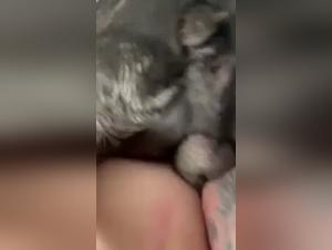 XXX Clips: Canine Bestiality and Domination