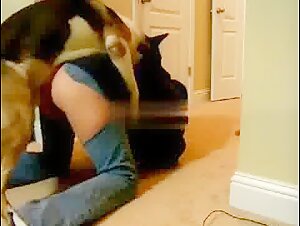 Yogi, the canine adventurer