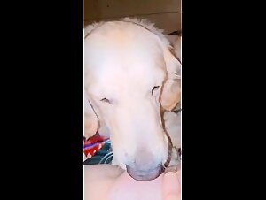 Young Beginner Girl Uses Her Golden Tongue On A Horse