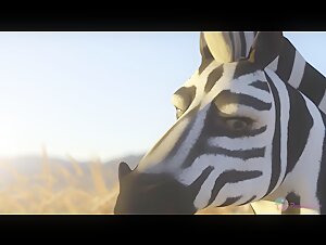 Zebra and lion in a bestial encounter