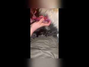 Zoey Brooks: secret canine orgies