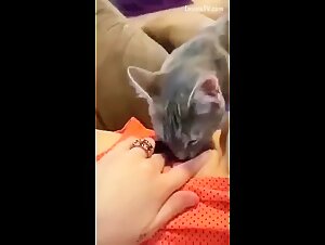 Zoo animal sex and bestiality