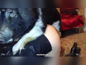 Zoo Art: Wild and intense animal sex