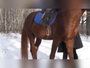 ZOO Connexion: Katya and her animal desire