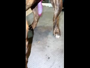 Zoo Tube: Long Tailed Dog Whore Slut Rides With Big Red Rocket On Her Tail