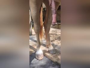 Zoo tube: wild horse orgies