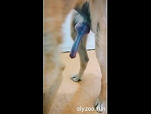 Zoo tubes: Artofzoo porno - Hundeporno and Dog Porn intense