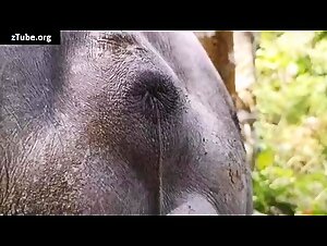 Zoobeeg and ztube: an explosion of desires with slutty kittens