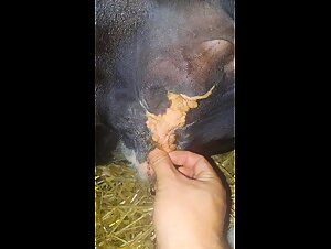 Zoofilia Extreme: Preparations for an animal fuck