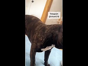 Zoofilia: First fuck with dog for a little boy