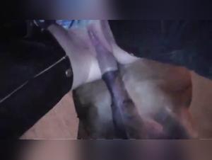 Zoofilia Hardcore: Unveiling Animalized Desires