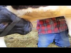 Zoofilia intense: wild fuck with husky