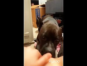 Zoofilia porn videos: Foisale slut fucks with dog