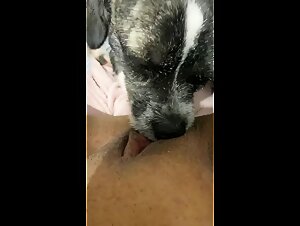 !Zoofilia Tube Exclusivo! Luxuretvclub with Novinha and Caes no Site de Dog Fucking