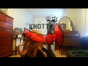 Zoohamster Amateur Beastiality Cartoon: A Little Slut Sucks Her Dog All Over Again