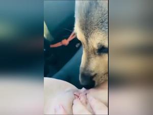 Zooleague Porn: Girl Fucking Dog