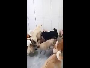 Zoophile Delights: A Slut Accompanied by Her Dog