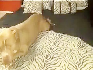 Zoophile mom enjoys sucking and fucking with a dog