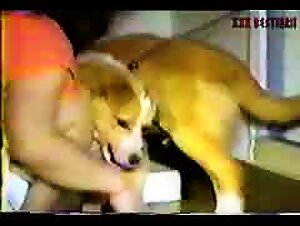 Zoophiles - Connect Live