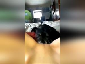 Zoophilia Hardcore: insatiable animal lections