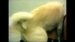 Zoophilia Infernale: Animal Obsession Unleashed