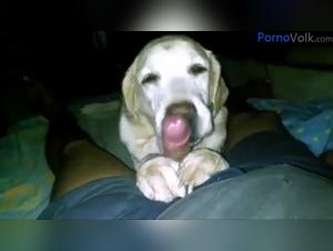 Zoophilia Porn: Animal Delights Without Limits