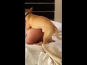 Zoophilia porn: fuck with my dog   slut whore