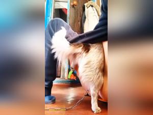 Zoophilia video: animal and human pleasure merges