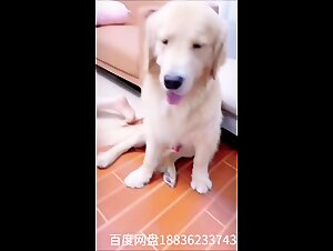 Zoophilia Video China: Chinese Slut and her Dog