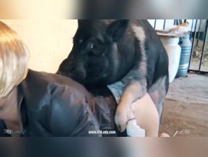 Zoophilia Video: Compilation of Beasts and Sluts