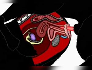 Zoophilia Video: The Taboo Broken