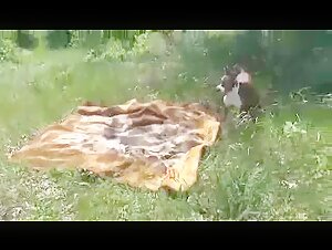 Zoophilia video with a Russian