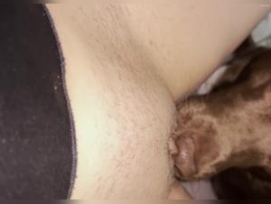 Zoophilic art: organs of animal pleasure