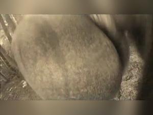 Zoophilic Obsession: Big Boobs, Wild Desire