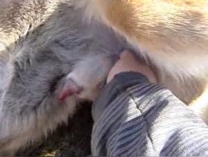 Zooskool: An Unveiled Exploration of Animal Desire