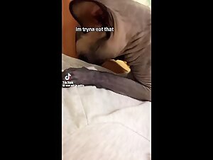 ZOOSSCHOOOL: canine domination, irresistible submission