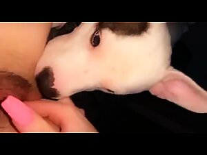 ZooTube - Canine Delights