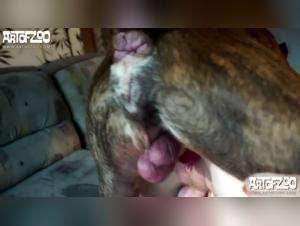 Zooville: Nadias Deliri animal