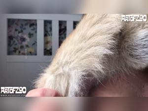 Zumi: canine domination and wild pleasure